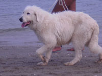 mastino abruzzese